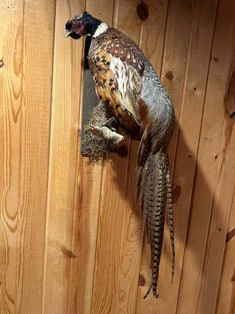 Pheasant Mount 1