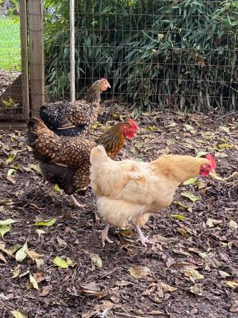 6 mature laying hens 1