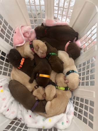Labrador puppies 1