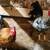 Roosters 1 thumbnail