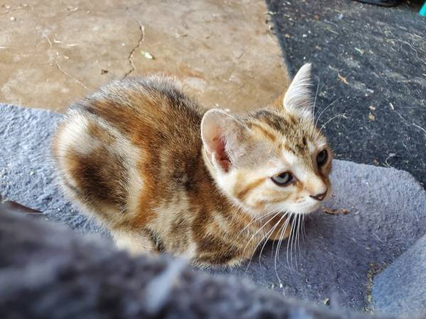 GATITOS GRATIS DE 9 SEMANAS (Edmond)63670591563779121