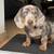 GreatDachshundPups 2 thumbnail