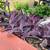 Tradescantia 'Purple Heart' - Colourful Houseplant 1 thumbnail