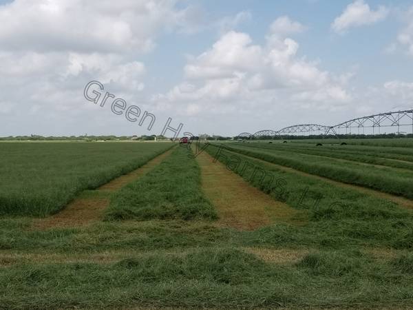 Cattle Coastal Hay 1
