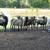 Awassi sheep ewes 7 thumbnail