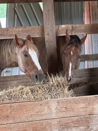Caballo (Springdale)63970071625090122