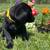 AKC Black Female Labrador Retrievers Ready Now 6 thumbnail