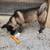 American Akita 1 thumbnail