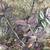 Free Cutting of Wandering Dude Tradescantia Zebrina Plant 2 thumbnail