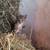 Kittens 2 thumbnail