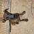 Pups 1 thumbnail
