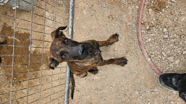 Pups 1