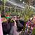 200 Dragon Fruit Varieties to pick- BRANCH-ROOTED-Potted 15 thumbnail