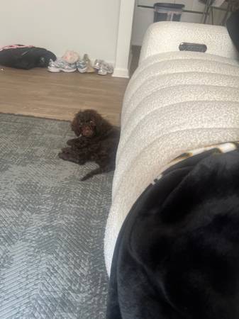 Standard poodle63881507185795122