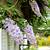 Wisteria Macrostachys "Blue Moon" - 1 Plant 2 thumbnail