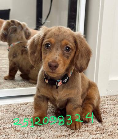 Dachshund Puppies 1st Vaccination Done 1