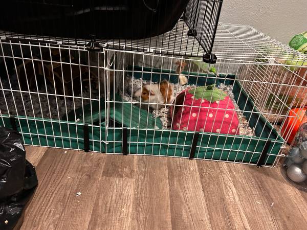 Guinea pigs , cuyos 1