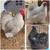 Lavender Brahmas & English Orpingtons (Chickens/Chicks/Eggs) 1 thumbnail