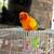 Sun Conure 1 thumbnail