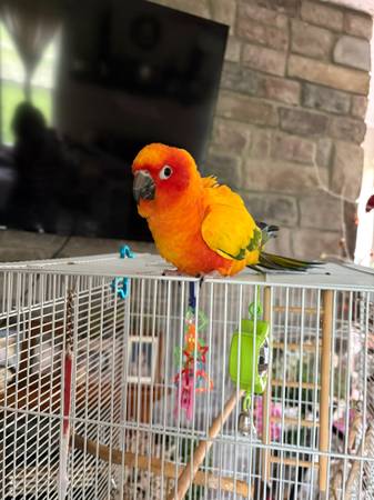 Sun Conure 1