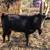 Nigerian Dwarf goats- 2 babies, 1 nanny, 3 bucks 8 thumbnail