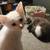 Solid white kittens 7 thumbnail
