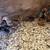 Guinea keets 3 thumbnail