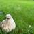 (TRUE-BLUE) Caledon Coturnix Quail Flock of 8 10 thumbnail