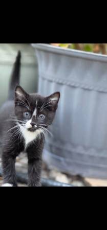 10 week old kittens ready for a new home63853558629377121