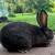 Tamuk Composite Rabbits 3 thumbnail