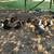 Ducks looking for new pond 1 thumbnail