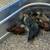 Chickens 2 thumbnail