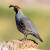 Valley Quail Pairs 3 thumbnail