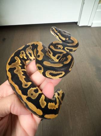 Leopard Ball Python (Bolingbrook)63848346097921120