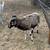 Goats & Sheep 1 thumbnail