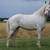 Sabino Mare 1 thumbnail