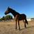 Thoroughbred Gelding 4 thumbnail