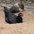 Roosters for sale 1 thumbnail