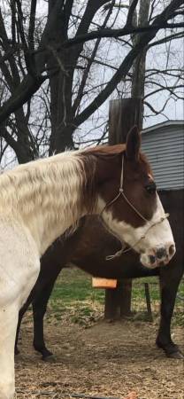 Gaited mare (Altoona Al)63510787200643122