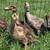 Ducks 1 thumbnail