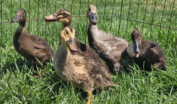 Ducks 1