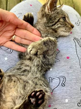 Beautiful Kittens (Chelsea)63875423430785123