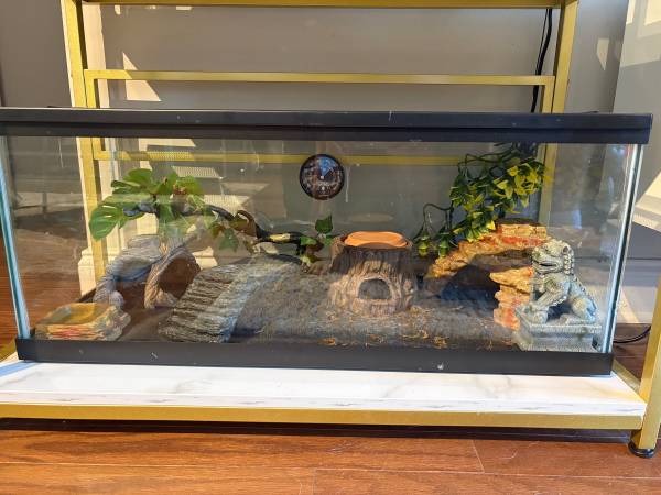 Leopard Geckos (Atlanta)63922481126274121