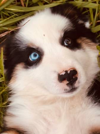 Mini Australian shephard (Winlock)63862434902147122