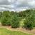 TREES direct from the nursery, field grown shade and evergreen trees 9 thumbnail