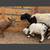 Rehoming goats and sheep 5 thumbnail