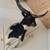Ankole Watusi Longhorn Taxidermy mount 4 thumbnail
