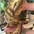 Ball pythons 5 thumbnail