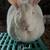 New Zealand Rabbits and bunnies whites and blacks 2 thumbnail