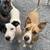 URGENT Help Rescue to Get dogs adopted - closing 14 thumbnail